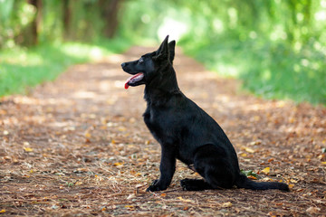 Portrait of Black German shepherd in the park.