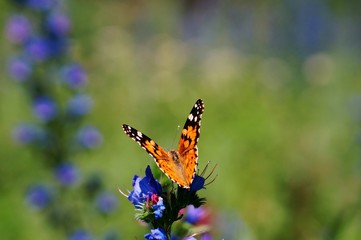 Beautiful pictures of butterflies in nature. Macrophotography of nature. Beautiful natural background.