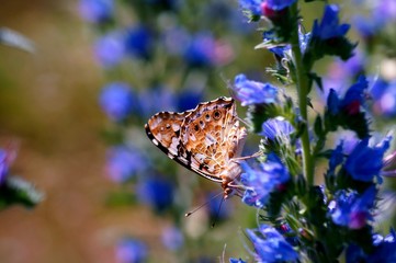 butterfly on flower