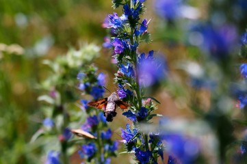 blue flowers in spring