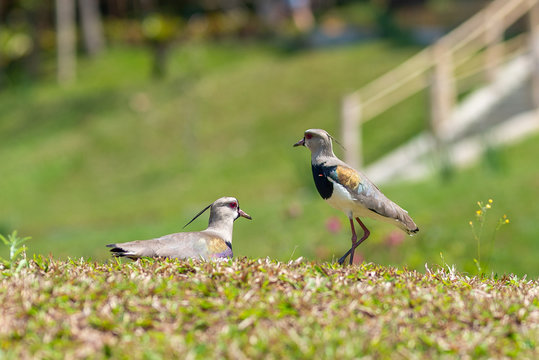Casal de quero quero cuidando do ninho. Tamb&eacute;n chamado de Vanellus chilensis, tero, tero-tero, abibe-do-sul, tet&eacute;u, ter&eacute;u-ter&eacute;u, ter&eacute;m-ter&eacute;m ou lapwing