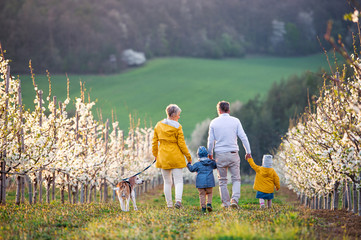 Rear view of senior grandparents with toddler grandchildren walking in orchard in spring.