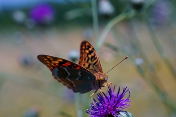 Beautiful pictures of butterflies in nature. Macrophotography of nature. Beautiful natural background.