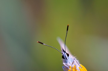 butterfly on flower