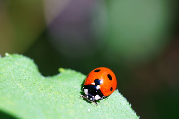 ladybug on green leaf
