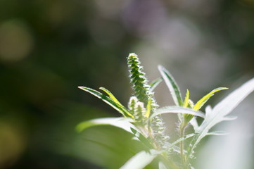 leaf on green background