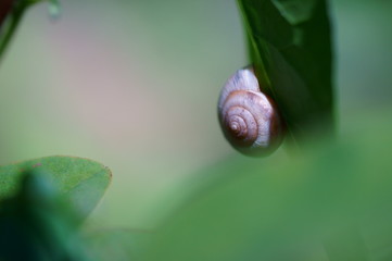 snail on a leaf