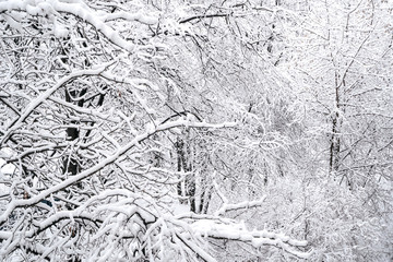 Tree branches in the snow. Photo of snow covered branches of plants and trees in winter