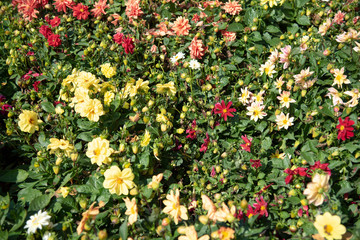 flowers in the garden