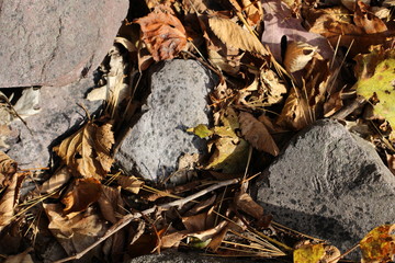 Speckled Rock in Autumn Leaves