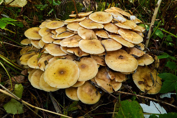 Armillaria mellea , a group of mushrooms grows on the tree stump