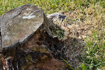 Fototapeta premium Tree Stump