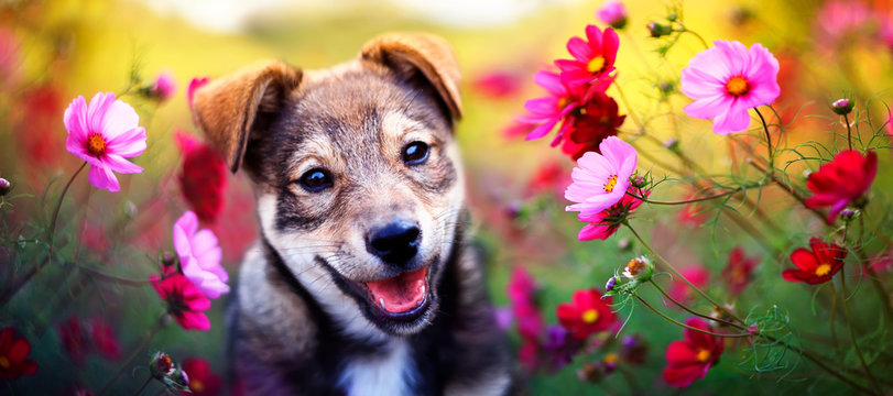 charming brown puppy sits among pink daisies flowers in the Sunny summer garden