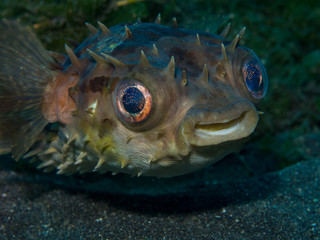 A juvenile puffer fish smiles for the camera