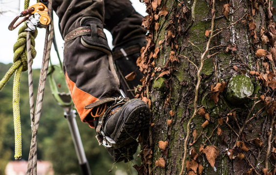 Midsection of legs of arborist man with harness cutting a tree, climbing.
