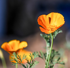 california poppy