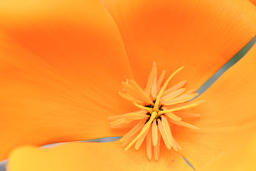 california poppy