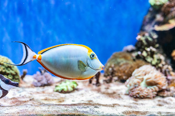 Fototapeta na wymiar Swimming tang fish short-nose unicornfish, naso unicornis and sandy seabed. Fish in ocean, underwater photo from snorkeling. Marine wildlife, travel photography