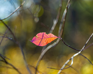 single leaf among branches on a blurred background.