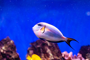 Fototapeta na wymiar Sohal Surgeonfish Tang Acanthurus sohal in Aquarium