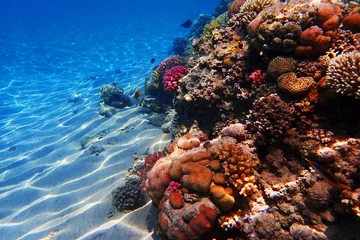 Fotobehang Koraalriffen koraalrif in egypte
