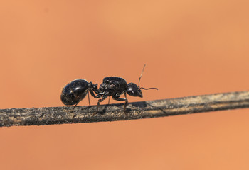 Winged ants usually emerge from the anthill after periods of rain followed by sunny days Camponotus species I think called alates swarmers or reproductives ants