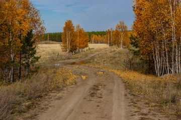 Autumn forest road. A sad empty country road among colorful trees with yellow orange and gold. Russia, birch trees, puddles.