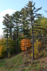 Brightness among the pines