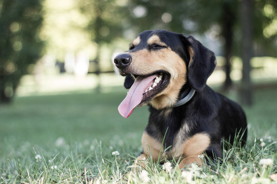 Portrait of cute dog outdoors