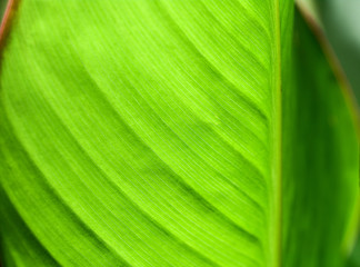 green leaves of a plant, close-up, backround