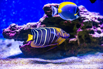 Yellow-faced Angelfish swimming over a tropical coral reef