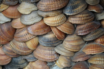  photos of shells.their many color white, gray, brown.they are glued to each other.beautiful background and decoration.