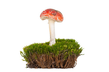 fly agaric with moss on a white background isolated