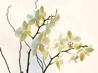 Soft Orchid 02