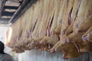 Meat factory. A lot of pork carcasses in a meat processing factory.
