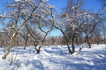Beautiful winter landscape with snow covered trees