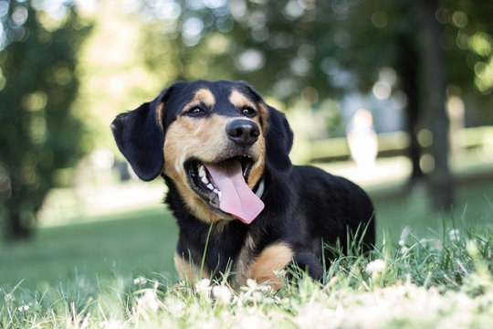 Portrait of cute dog outdoors