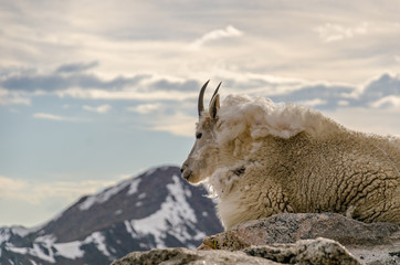 Obraz premium goat