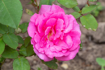 Pink rose in a garden during spring