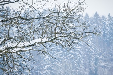 White winter wonderland tree in forest with snowy ice branches. Wonderful cold north weather scene at xmas time season. Icy frost and silence at beautiful country landscape. Part of cool series