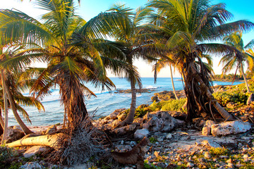 Fototapeta premium Mexican caribbean coast in the rays of the dawn sun