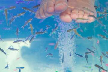 Fototapeta na wymiar Fish Garra rufa in the aquarium treated feet
