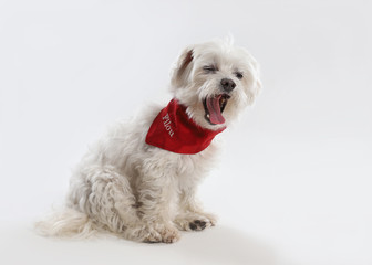 kleiner weißer Hund gähnt. Studiofoto vor weißem Hintergrund