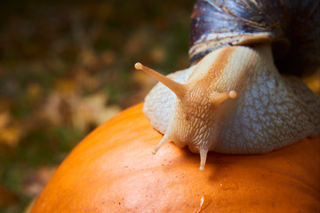 Snail crawling on a pumpkin. Selective focus