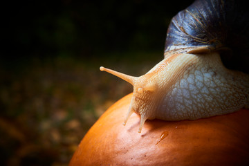 Snail crawling on a pumpkin. Selective focus
