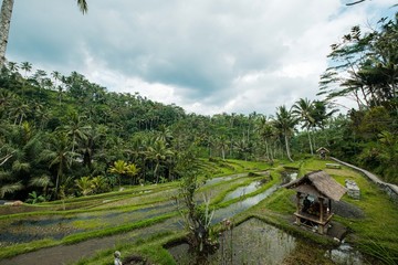 Rainy landscape, Bali, Indonesia