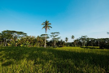 Fototapeta premium Green paradise in Bali, Indonesia