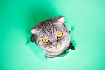 The face of a gray Scottish fold cat in a hole of green paper. Curious naughty funny pet. Minimalistic concept. Peekaboo
