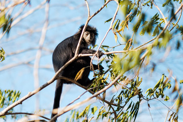 Wild monkey climbing