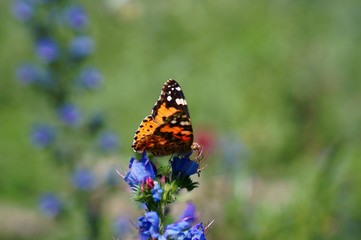Beautiful pictures of butterflies in nature. Macrophotography of nature. Beautiful natural background.